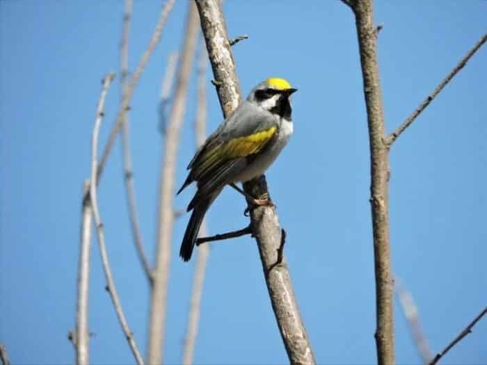 picture of a golden-winged warbler on a tree branch