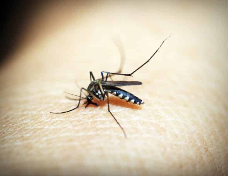 mygga som suger blod från huden