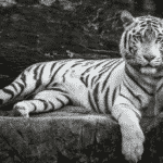 Тигрица воссоединяется со смотрителем зоопарка через пять лет - понаблюдайте за ее реакцией!