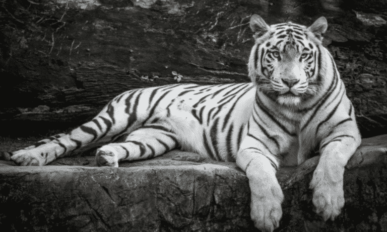 Тигрица воссоединяется со смотрителем зоопарка через пять лет – понаблюдайте за ее реакцией!