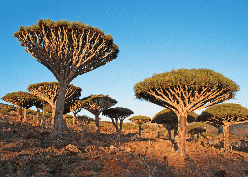 Bild på Socotra Island i Yemen