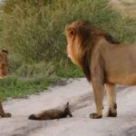 獅子抓到一隻受傷的狐狸，接下來發生的事讓人難以置信（16張圖片）