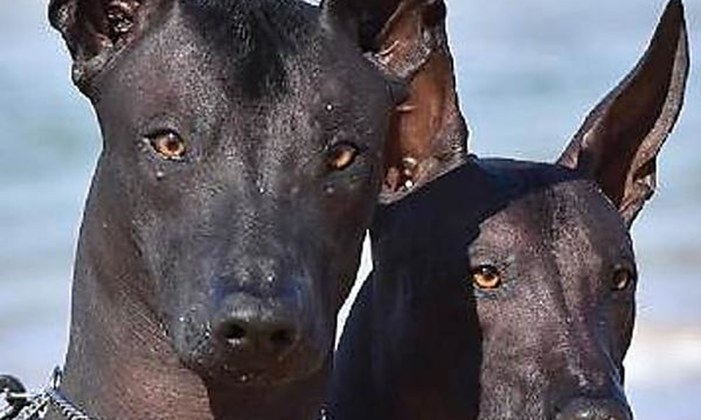 Dog Breeds You Should Never Handle On Your Own Page 14 of 31