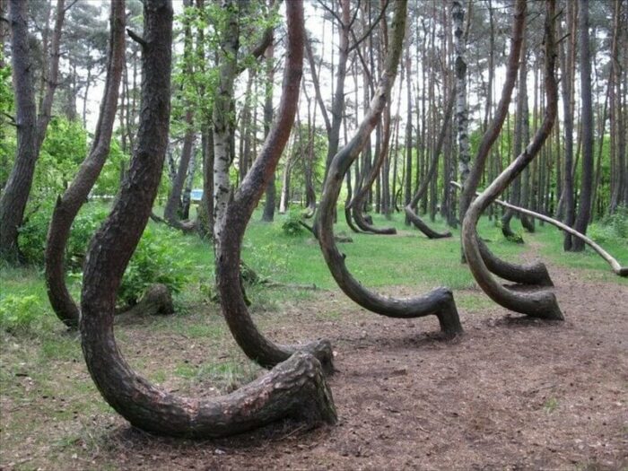 Trees shaped like letter J