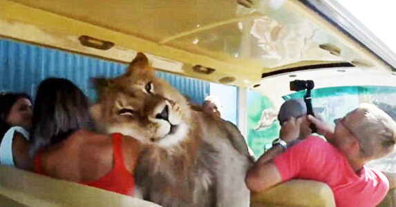 獅子跳入滿載人嘅巴士裡面要求擁抱同關注