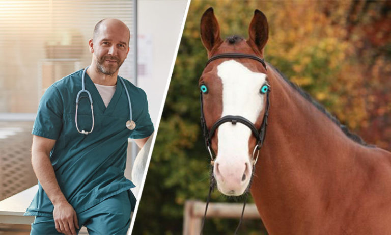 Rodina si koupí nového koně – když ho veterinář uvidí, zavolá ihned policii