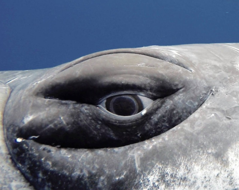 Cabeza de una ballena mostrando solo uno de sus ojos