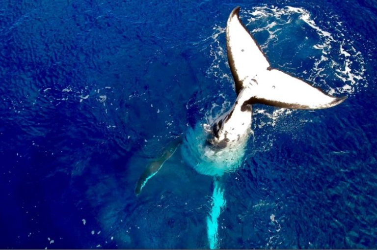 Cola de una ballena fuera de la superficie del mar