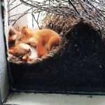 Mother saw squirrels in her window - but when she taken a closer look at them she called the police ...