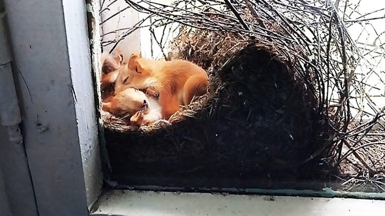 Mother saw squirrels in her window – but when she taken a closer look at them she called the police immediately…