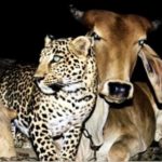 A cow and leopard