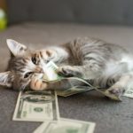 Este gato traía dinero a casa todos los días, hasta que la policía apareció en la puerta