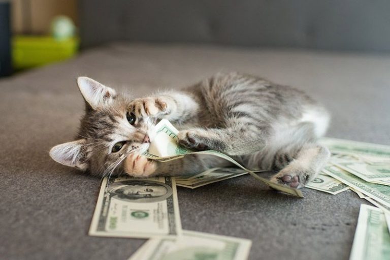 Este gato traía dinero a casa todos los días, hasta que la policía apareció en la puerta