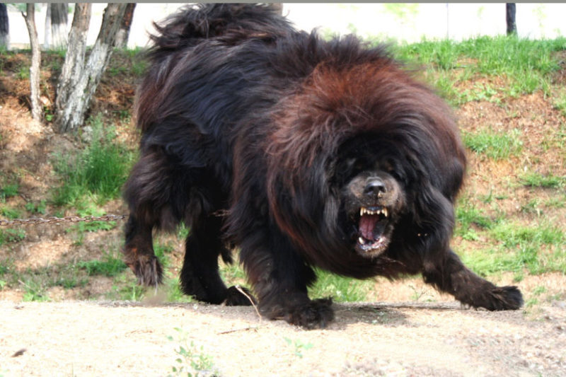 Chó Ngao Tây Tạng trưởng thành