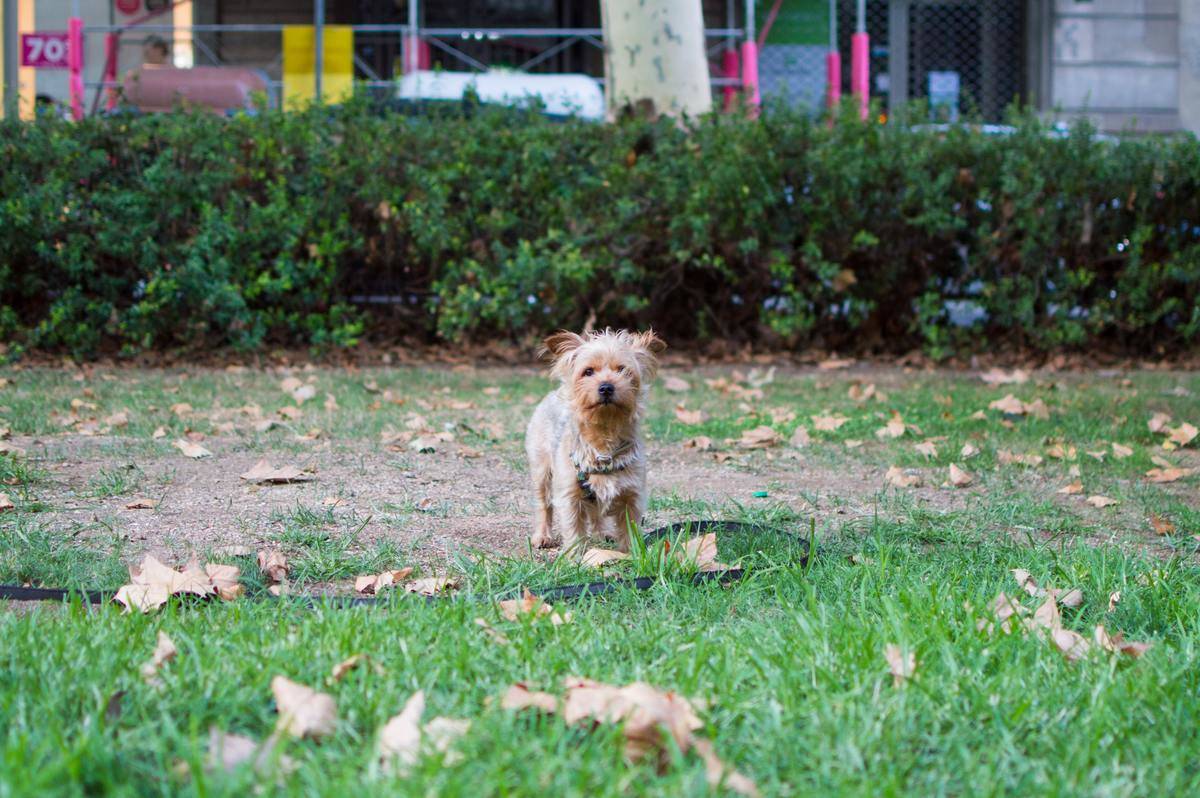 anjing di taman