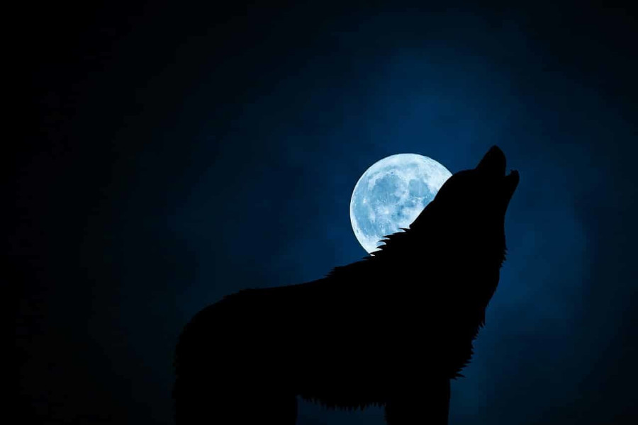 dark night wolf