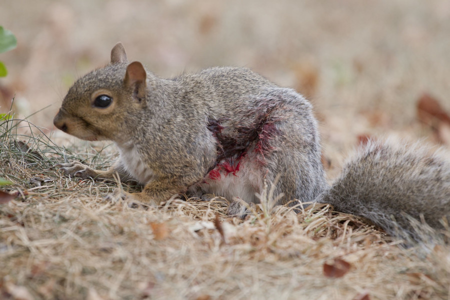 wounded squirrel