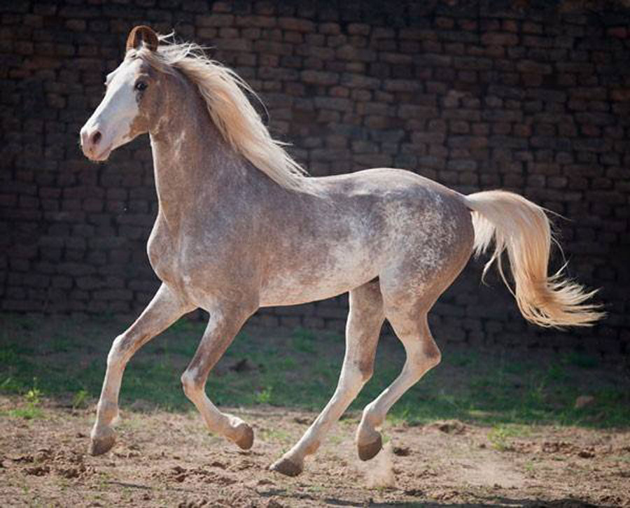 sabino horse