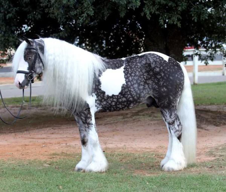 horse color