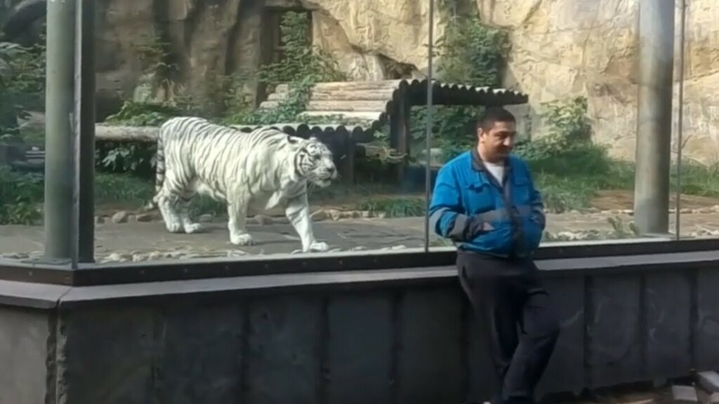 man and tiger