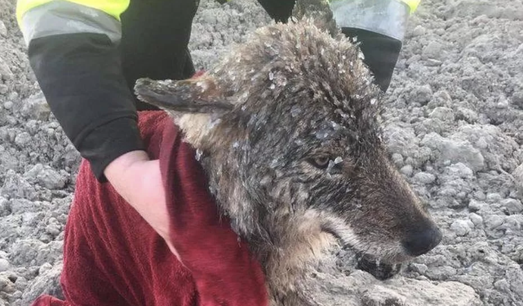 rescued wolf 