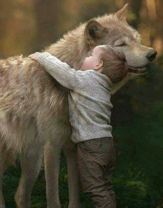 wolf and a boy