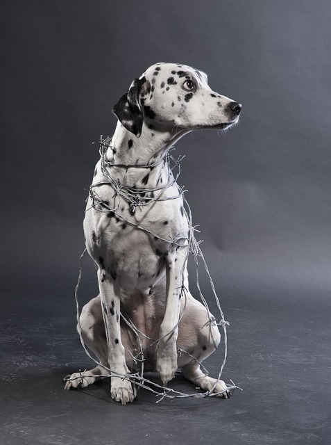 cane con filo spinato