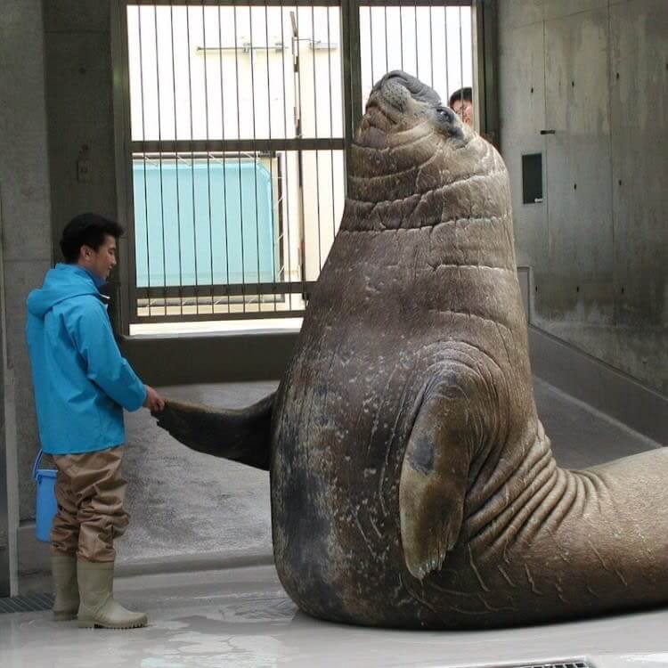 巨大な動物や物体が、あなたを小さく見せてくれる。