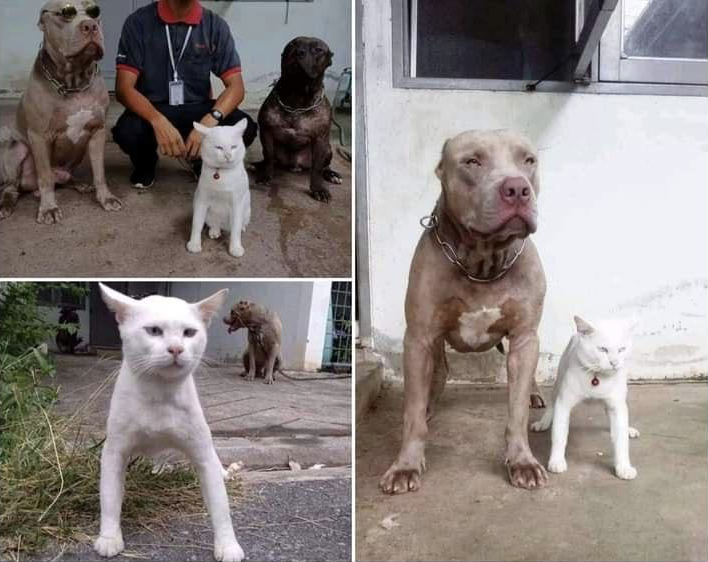 pitbull and cats