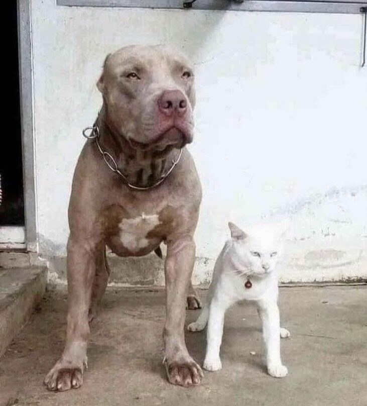 pitbull and cat