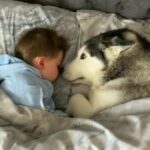 Ez a kutya folyton a kisfiú mellett  alszik - egy reggel kiderült, mi volt ennek az oka!