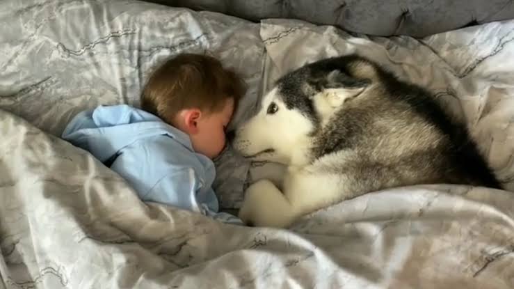 Ez a kutya folyton a kisfiú mellett  alszik – egy reggel kiderült, mi volt ennek az oka!