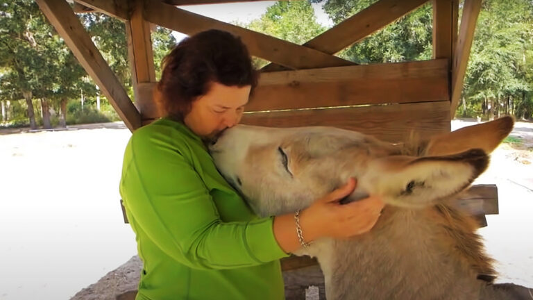 La femme devient amie avec l’âne – mais dès qu’elle fait un câlin à l’âne, elle a une telle réaction.