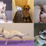 20 zdjęć psów tak zabawnych, że nie będziesz w stanie powstrzymać się od śmiechu