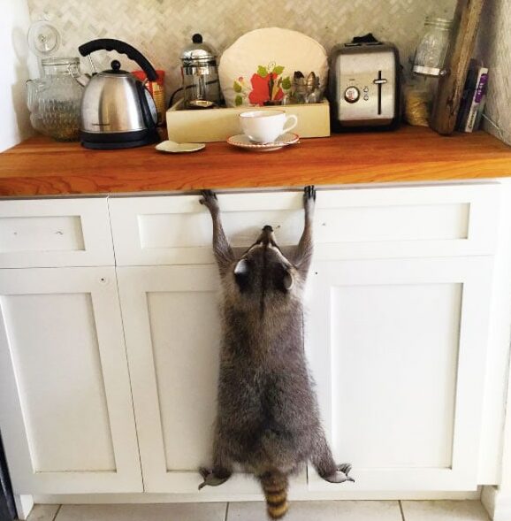raccoon in the kitchen 