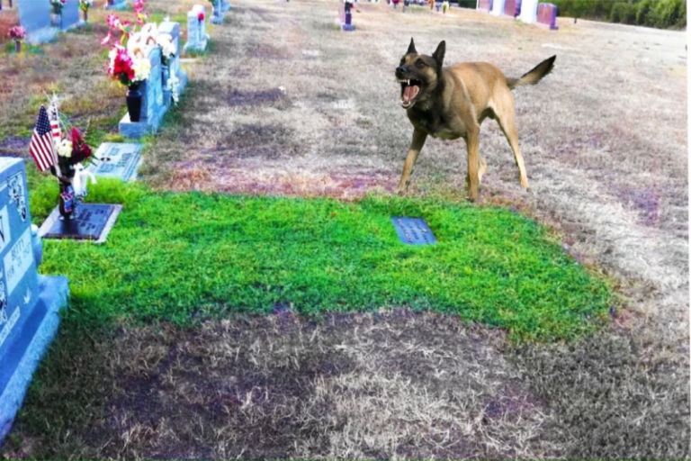 Câinele unei femei începe să latre la mormântul fiului ei – ea este surprinsă când își dă seama de motiv