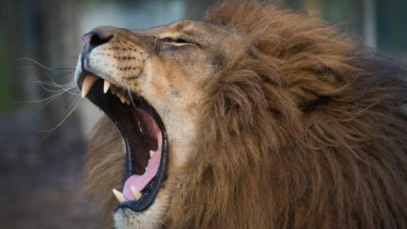 lion with his mouth open