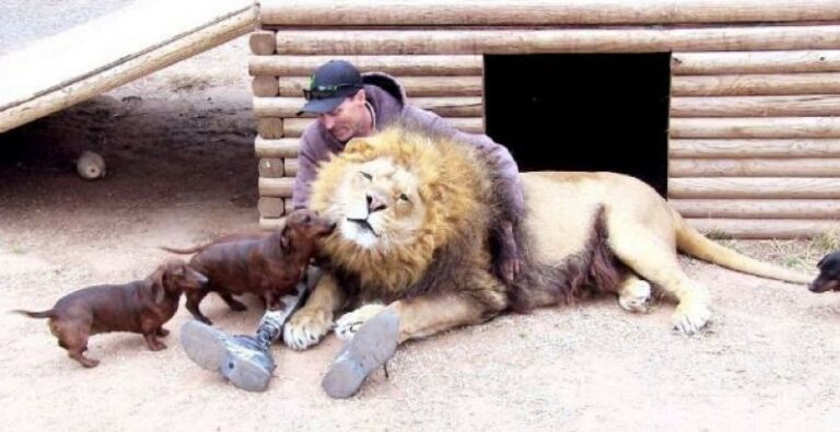 dachshund dogs with lion and zookeeper