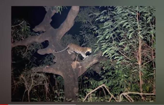 leopardo sugli alberi