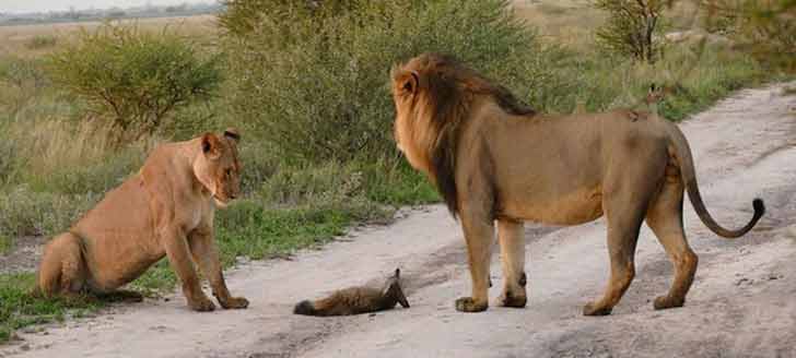 Amikor egy oroszlán család találkozott egy sérült rókával: Váratlan (16 kép)
