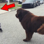 Băiatul întâlnește un câine pe stradă - nimeni nu se aștepta la ce a urmat