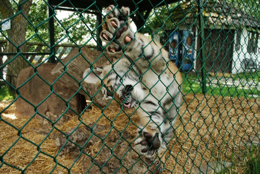 Tygrys w klatce