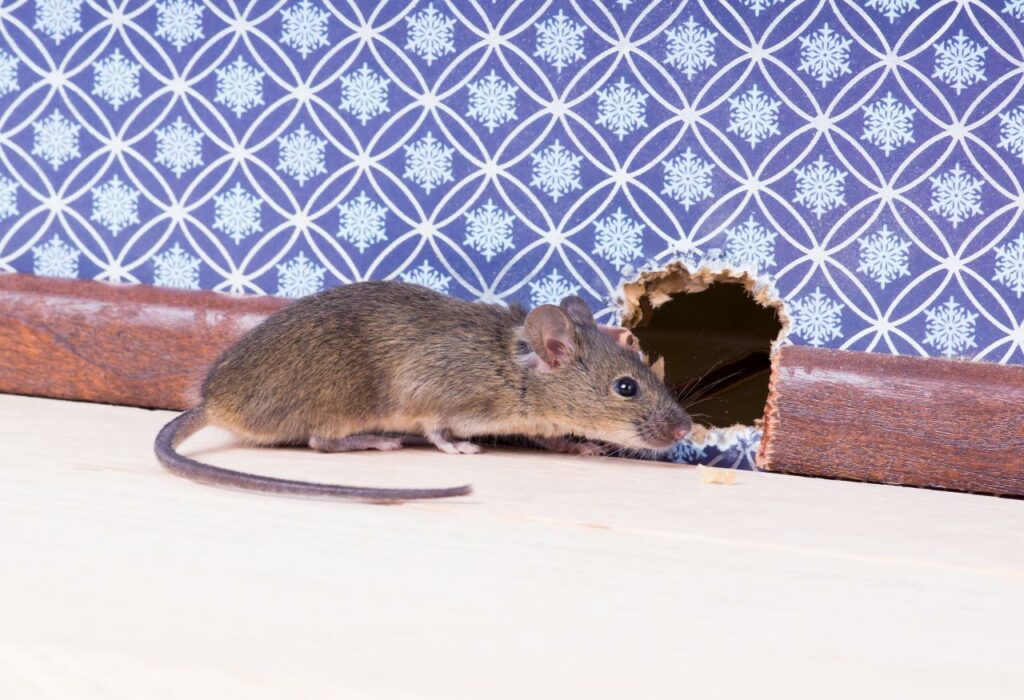 How to Get Rid of Mice in Walls | Terminix