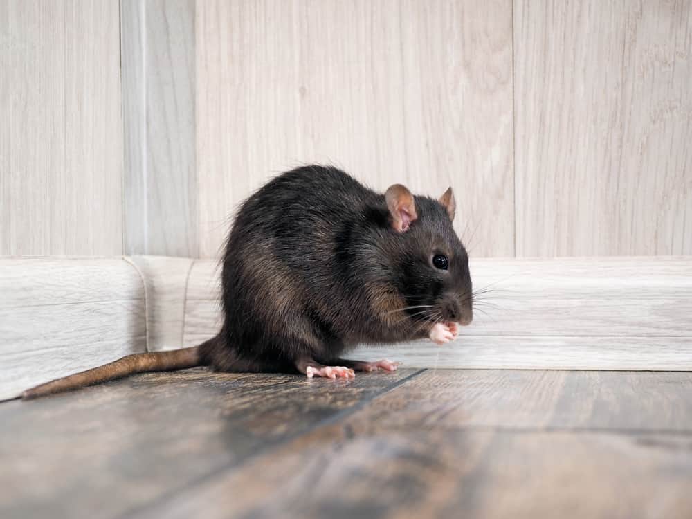 How Smart are Mice and Rats? | Terminix