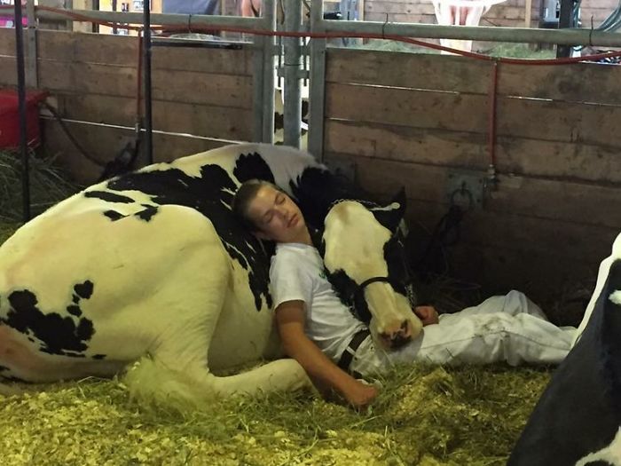 Αγρότης βρίσκει αγελάδα που αγνοείται μετά από 8 μήνες – είναι σοκαρισμένος