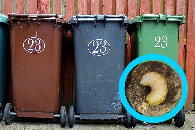Why You Have Maggots in Your Bin and What to Do About It