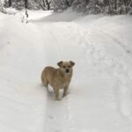 男性が雪の中で捨てられた犬を発見 - 突然茂みに向かって吠え始めた